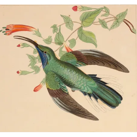 Ramond's Hummingbird | Original Reichenbach Antique Print