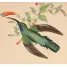 Ramond's Hummingbird (Ramondii) – Original Hand-Colored Engraving by Ludwig Reichenbach, Antique Print