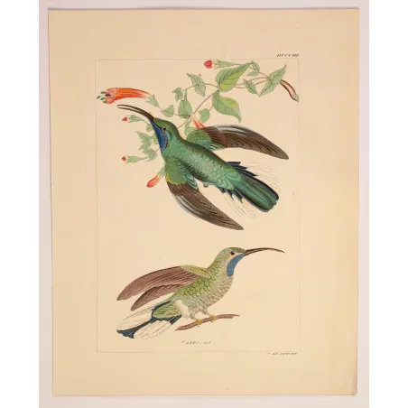 Ramond's Hummingbird | Original Reichenbach Antique Print