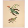 Ramond's Hummingbird (Ramondii) – Original Hand-Colored Engraving by Ludwig Reichenbach, Antique Print