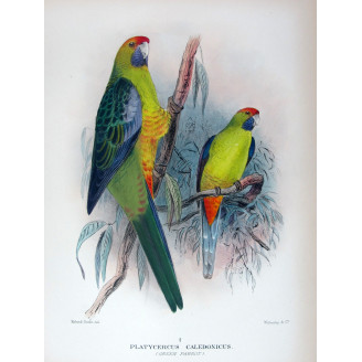 Bare-eyed Cockatoo by Roland Green – The Birds of Australia