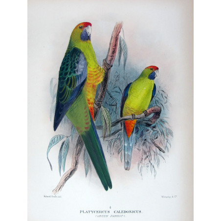 Bare-eyed Cockatoo by Roland Green – The Birds of Australia