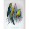 Bare-eyed Cockatoo (*Ducorpsius sanguineus*) – Original lithograph by Green, Mathews (1910–27)