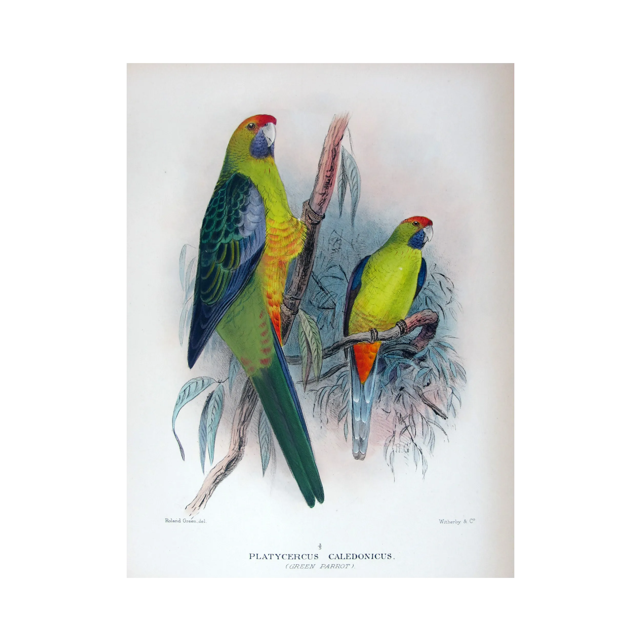 Bare-eyed Cockatoo by Roland Green – The Birds of Australia