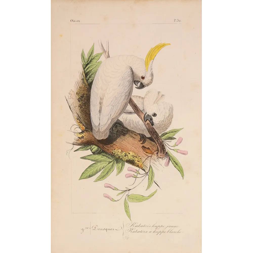 Original hand-colored engraving depicting Sulphur-Crested Cockatoos Cacatua galerita