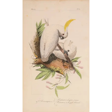 Original hand-colored engraving depicting Sulphur-Crested Cockatoos Cacatua galerita