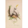 Original hand-colored engraving depicting Sulphur-Crested Cockatoos Cacatua galerita
