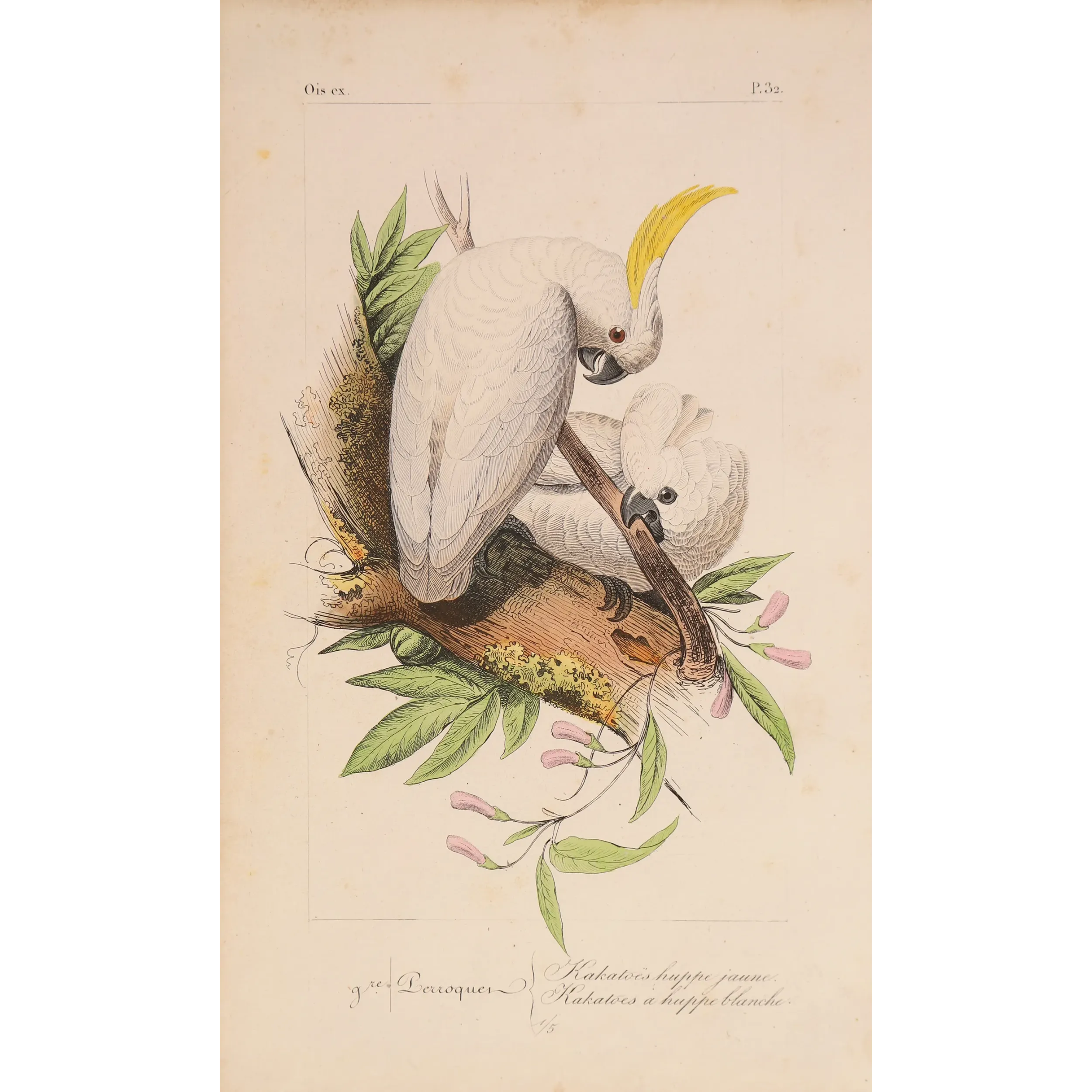 Original hand-colored engraving depicting Sulphur-Crested Cockatoos Cacatua galerita