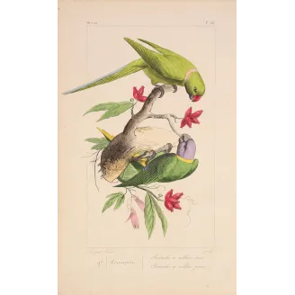 Original hand-colored engraving depicting Rose-Ringed Parakeet & Plum-Headed Parakeet