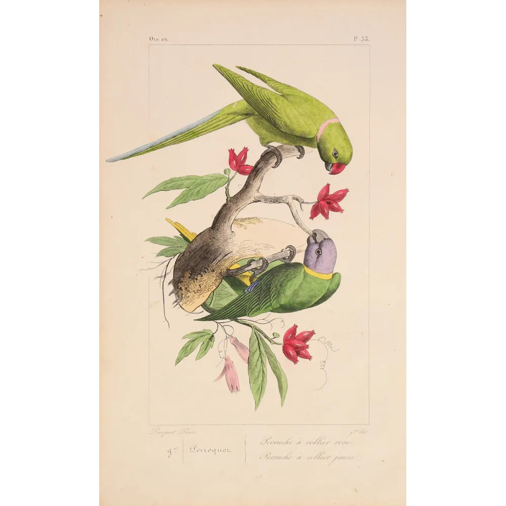 Original hand-colored engraving depicting Rose-Ringed Parakeet & Plum-Headed Parakeet