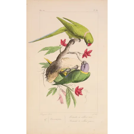Original hand-colored engraving depicting Rose-Ringed Parakeet & Plum-Headed Parakeet