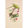 Original hand-colored engraving depicting Rose-Ringed Parakeet & Plum-Headed Parakeet