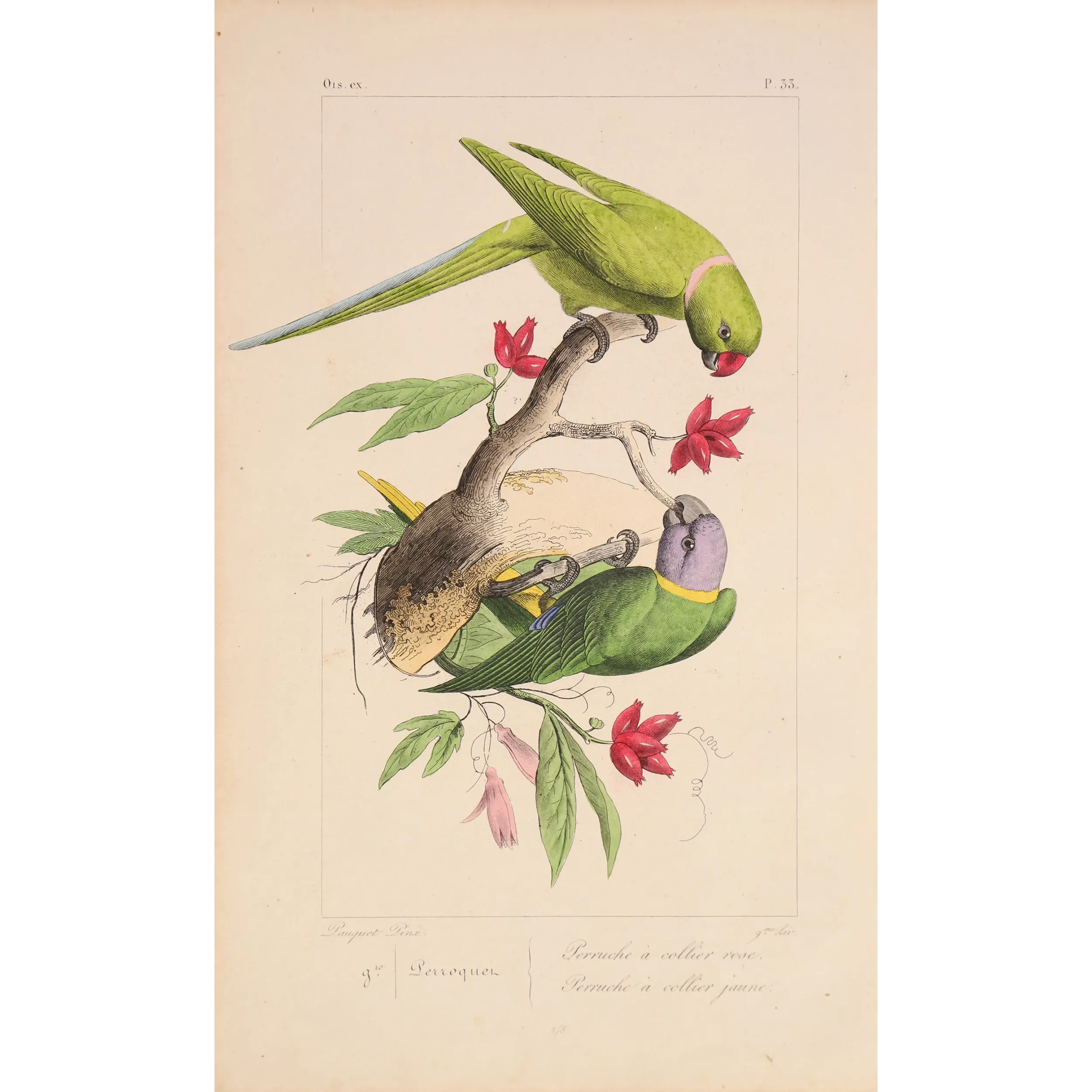 Original hand-colored engraving depicting Rose-Ringed Parakeet & Plum-Headed Parakeet