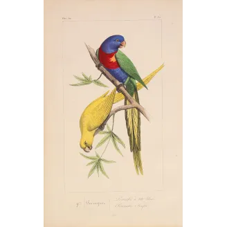 Original hand-colored engraving depicting Rose-Ringed & Plum-Headed Parakeets