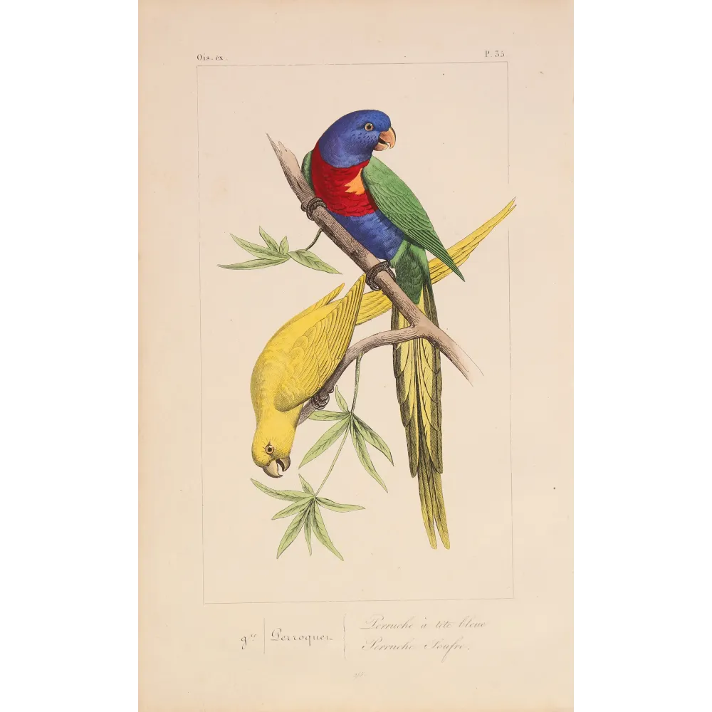 Original hand-colored engraving depicting Rose-Ringed & Plum-Headed Parakeets