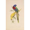 Original hand-colored engraving depicting Rose-Ringed & Plum-Headed Parakeets