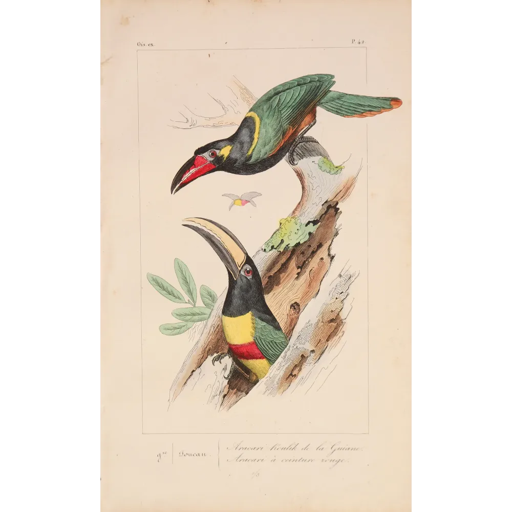 Red-Banded Aracaris – Lemaire Antique Hand-Colored Engraving