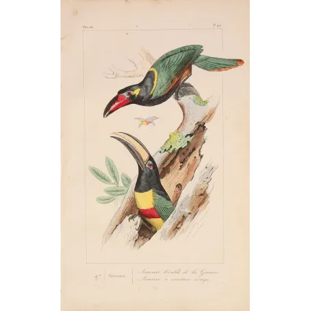 Red-Banded Aracaris – Lemaire Antique Hand-Colored Engraving