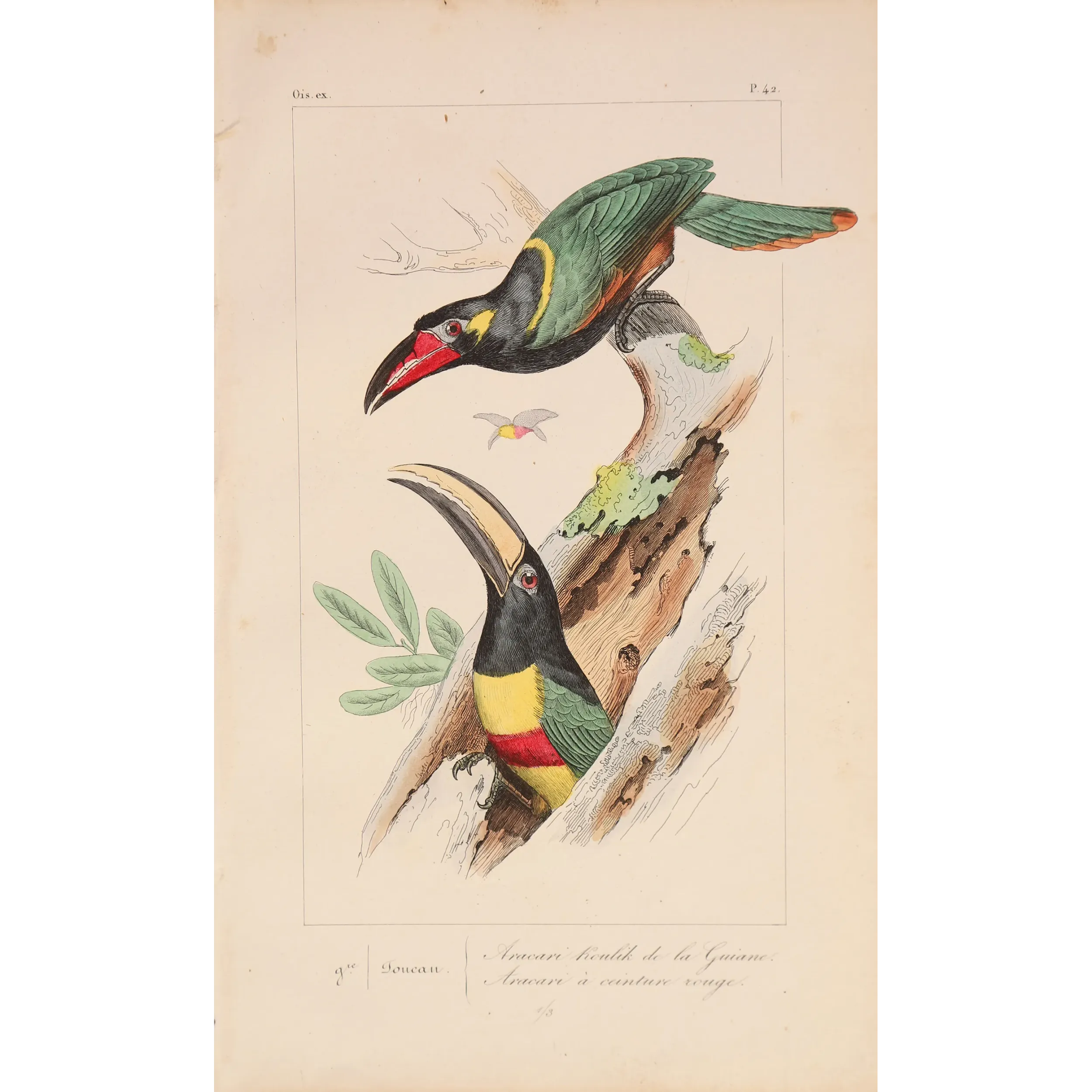 Red-Banded Aracaris – Lemaire Antique Hand-Colored Engraving