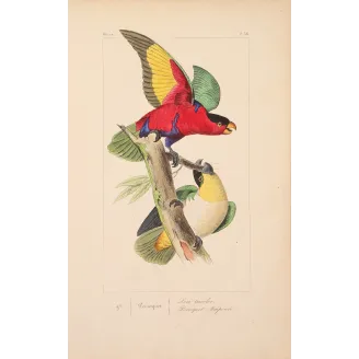 Original hand-colored engraving depicting  Tricolour Lory & Maipouri Parakeet Lorius tricolor