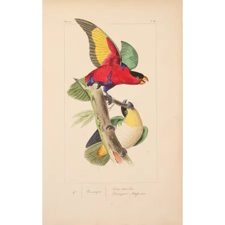 Original hand-colored engraving depicting  Tricolour Lory & Maipouri Parakeet Lorius tricolor