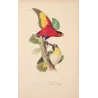 Original hand-colored engraving depicting  Tricolour Lory & Maipouri Parakeet Lorius tricolor