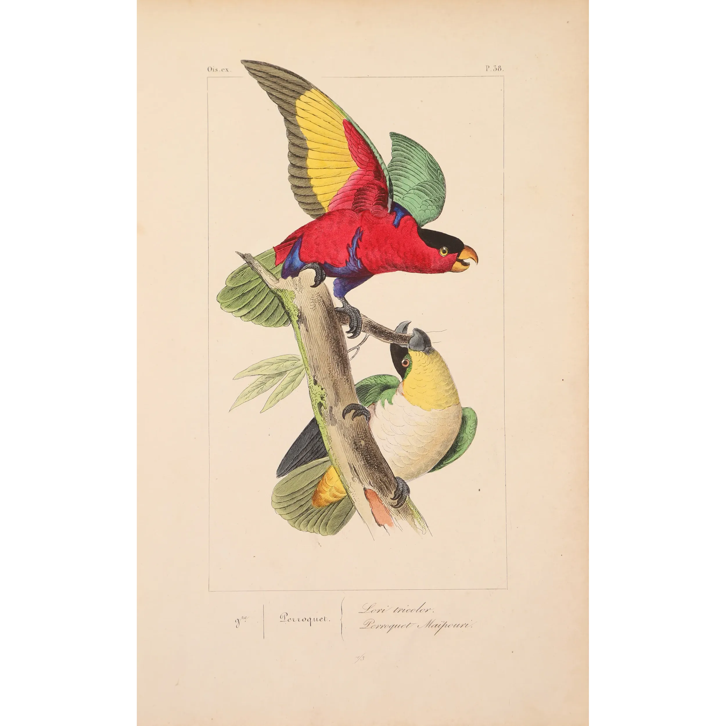 Original hand-colored engraving depicting  Tricolour Lory & Maipouri Parakeet Lorius tricolor