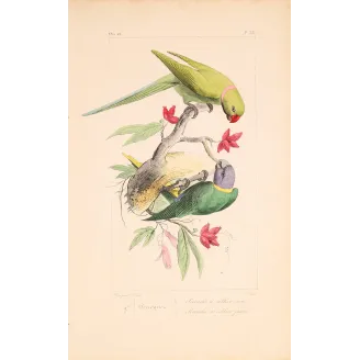 Original hand-colored engraving depicting Rose-Ringed & Yellow-Collared Parakeets Psittacula