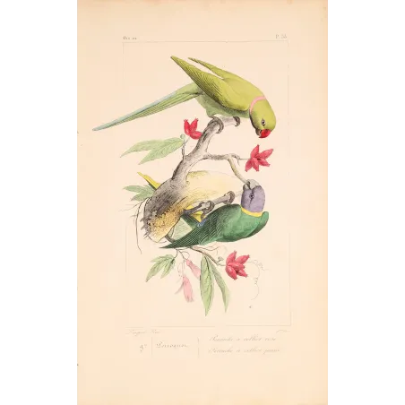Original hand-colored engraving depicting Rose-Ringed & Yellow-Collared Parakeets Psittacula
