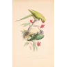 Original hand-colored engraving depicting Rose-Ringed & Yellow-Collared Parakeets Psittacula
