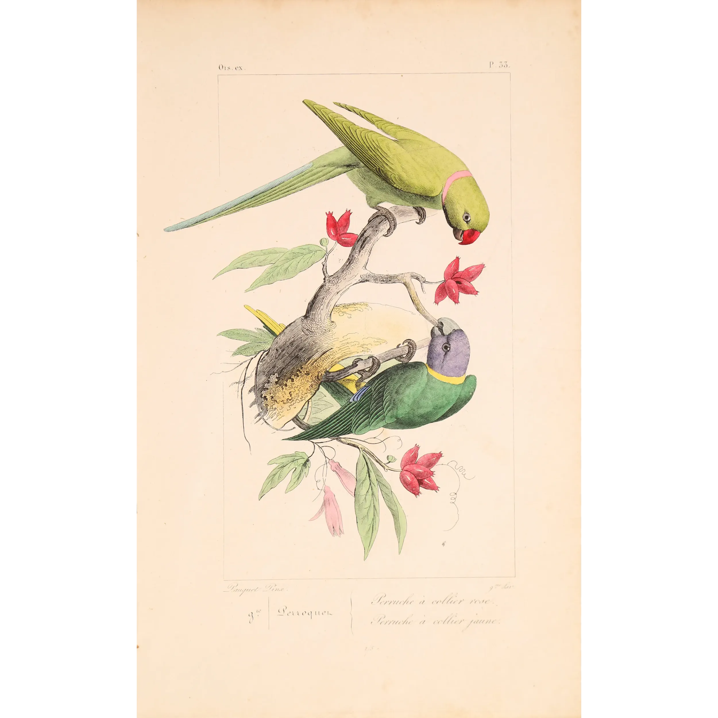 Original hand-colored engraving depicting Rose-Ringed & Yellow-Collared Parakeets Psittacula