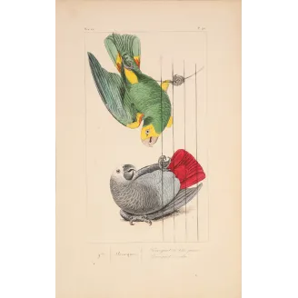 Original hand-colored engraving depicting Yellow-Headed Parrot & Grey Parrot Psittacus