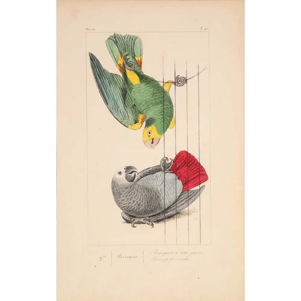 Original hand-colored engraving depicting Yellow-Headed Parrot & Grey Parrot Psittacus