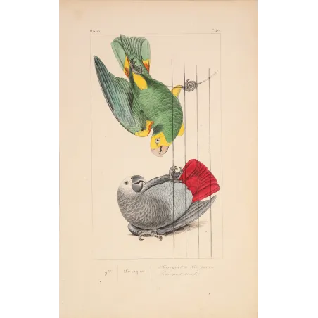 Original hand-colored engraving depicting Yellow-Headed Parrot & Grey Parrot Psittacus