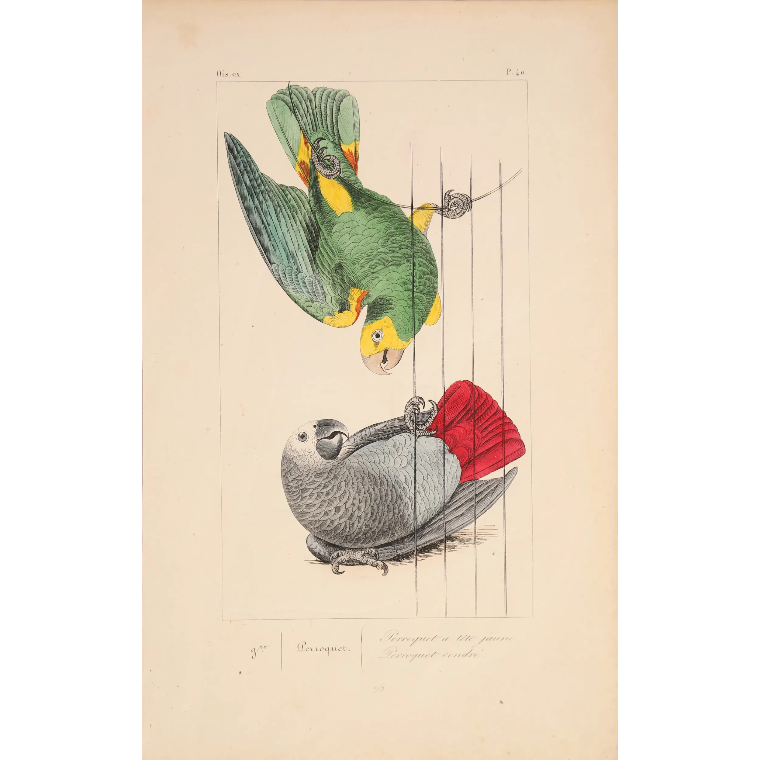 Original hand-colored engraving depicting Yellow-Headed Parrot & Grey Parrot Psittacus