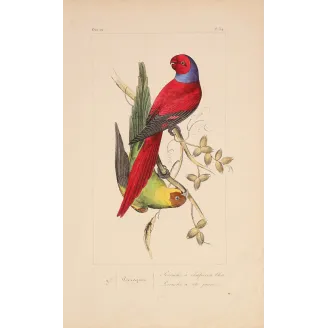 Original hand-colored engraving depicting Blue-Capped & Yellow-Headed Parakeets Psittacula