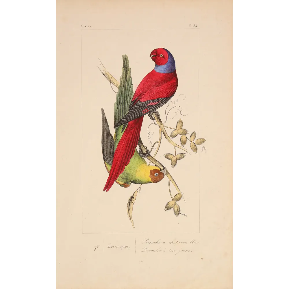 Original hand-colored engraving depicting Blue-Capped & Yellow-Headed Parakeets Psittacula