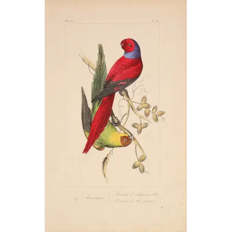 Original hand-colored engraving depicting Blue-Capped & Yellow-Headed Parakeets Psittacula