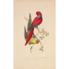Original hand-colored engraving depicting Blue-Capped & Yellow-Headed Parakeets Psittacula