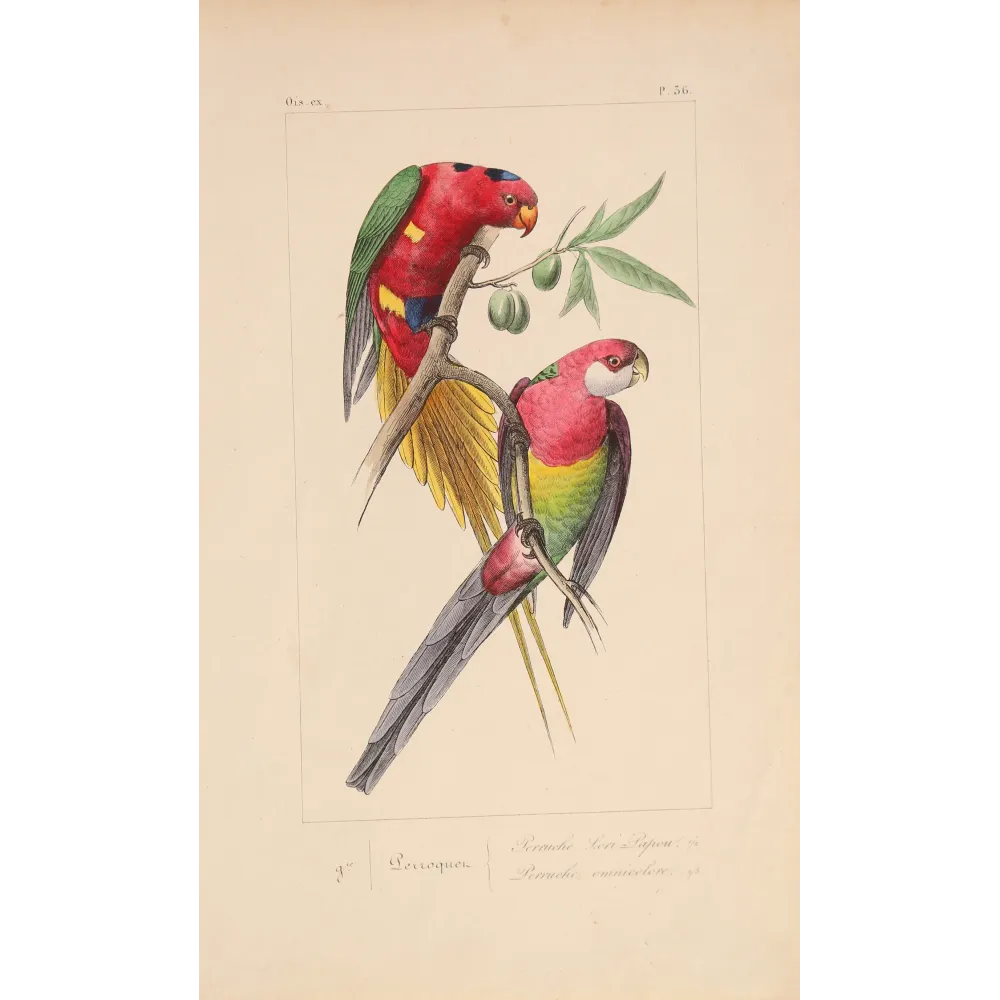 Original hand-colored engraving depicting King Parrot & Multicolored Parakeet Alisterus, Psittacula