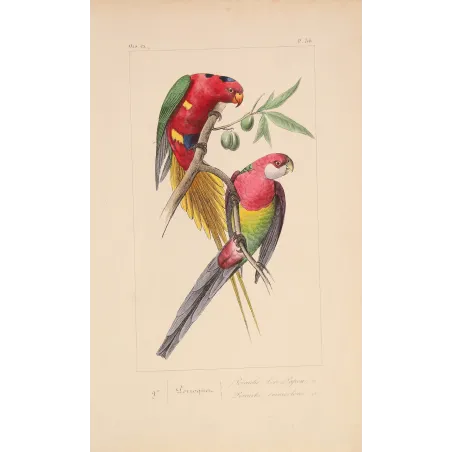 Original hand-colored engraving depicting King Parrot & Multicolored Parakeet Alisterus, Psittacula