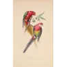 Original hand-colored engraving depicting King Parrot & Multicolored Parakeet Alisterus, Psittacula