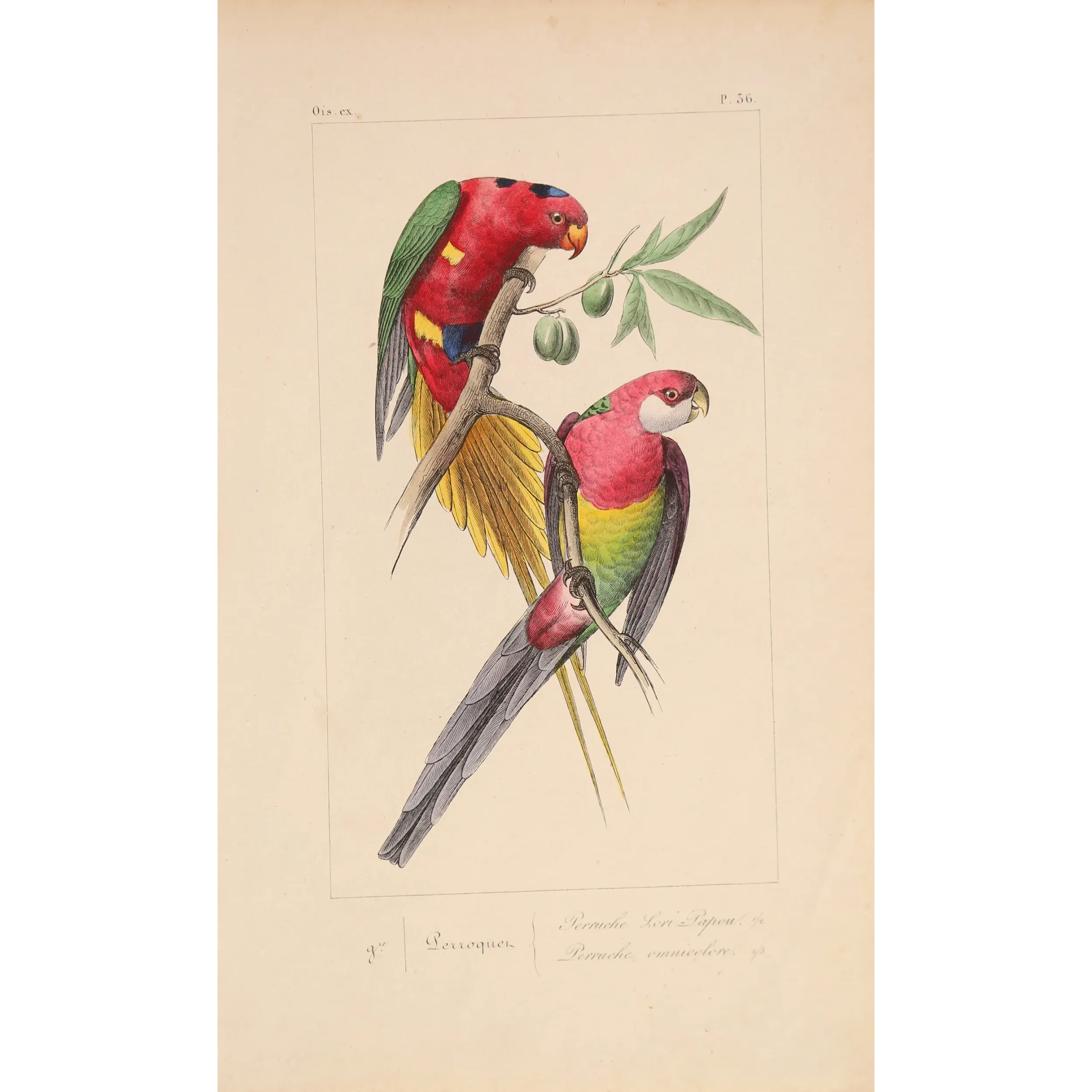 Original hand-colored engraving depicting King Parrot & Multicolored Parakeet Alisterus, Psittacula