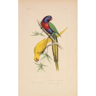 Original hand-colored engraving depicting Blue-Headed & Yellow Parakeets Lorius