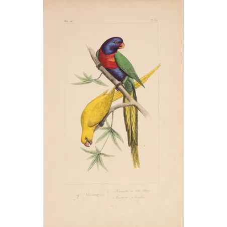 Original hand-colored engraving depicting Blue-Headed & Yellow Parakeets Lorius