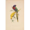 Original hand-colored engraving depicting Blue-Headed & Yellow Parakeets Lorius