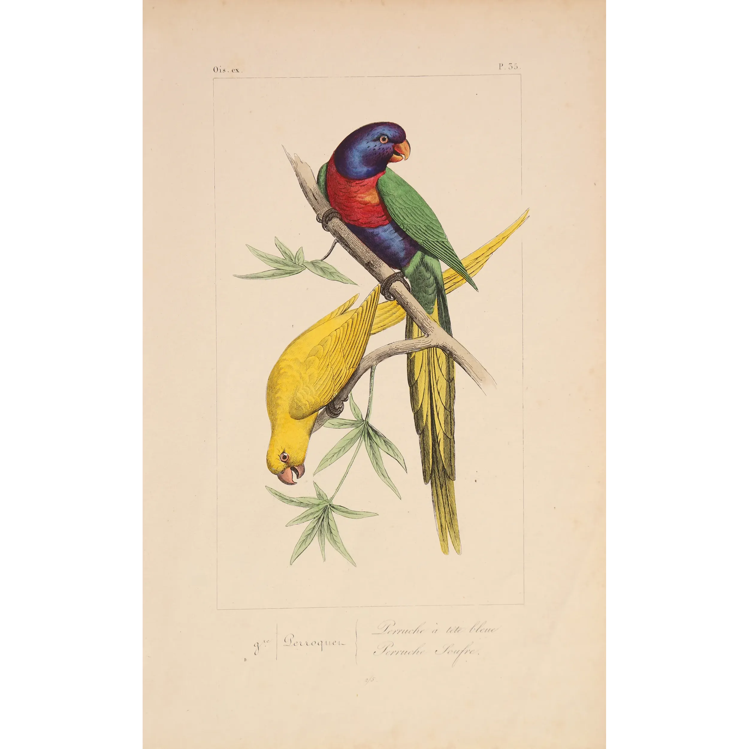 Original hand-colored engraving depicting Blue-Headed & Yellow Parakeets Lorius