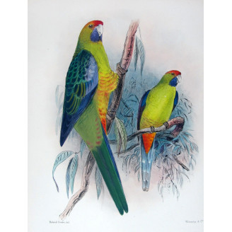 Bare-eyed Cockatoo by Roland Green – The Birds of Australia