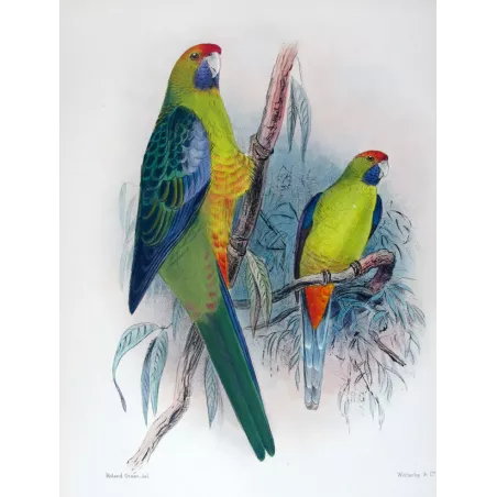 Bare-eyed Cockatoo by Roland Green – The Birds of Australia
