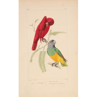 Original hand-colored engraving depicting Red Lory & Grey-Headed Parakeet Lorius unicolor